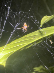 Argiope ocula