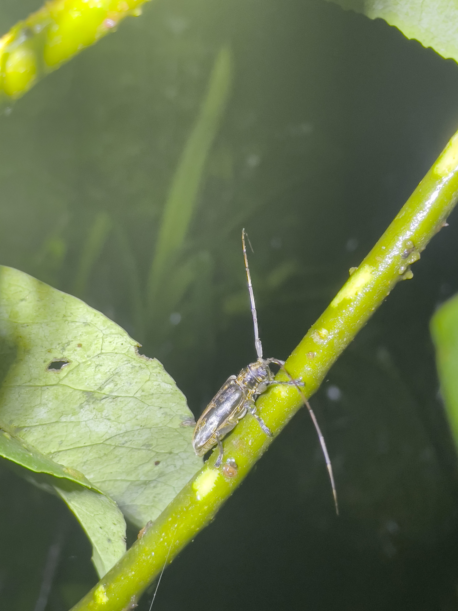 Acalolepta speciosa (Gahan, 1888)