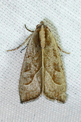 Galgula hippotamada