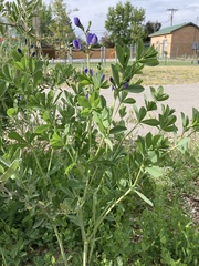Baptisia