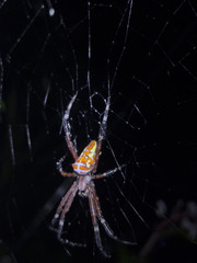 Argiope ocula