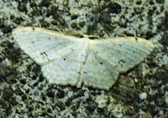 Idaea obfusaria