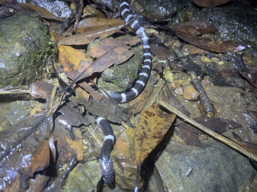 Many-banded Krait, Bungarus wanghaotingi