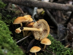 Pleuroflammula tuberculosa