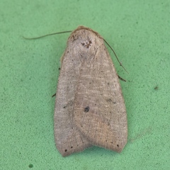 Exophyla multistriata