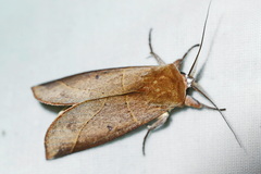 Hemiceras clarki