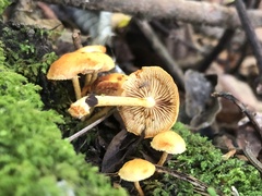 Pleuroflammula tuberculosa