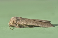 Exophyla multistriata