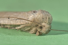 Exophyla multistriata