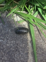 Armadillidium vulgare