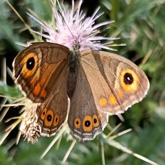 Lasiommata schakra