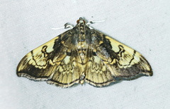 Pantographa acoetesalis