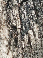 Monomorium ergatogyna