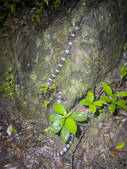 Bungarus multicinctus wanghaotingi