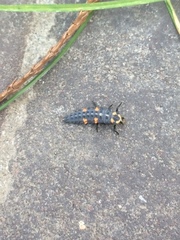 Coccinella septempunctata