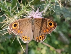 Lasiommata schakra