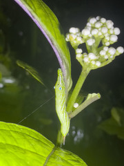 Rhagastis albomarginata