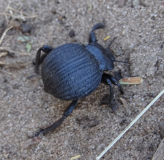 Gonopus