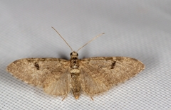 Eupithecia conterminata