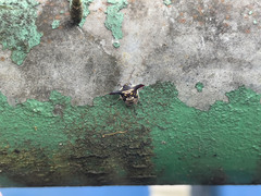 Alcimocoris coronatus