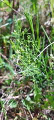 Thesium repens