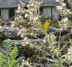 Chloris spinoides