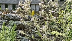 Chloris spinoides