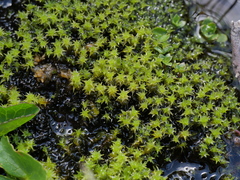 Diobelonella palustris