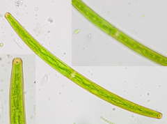 Closterium angustatum