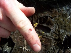 Utricularia simulans