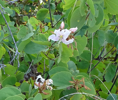 Bauhinia urbaniana