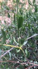 Simmondsia chinensis