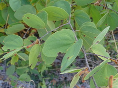 Bauhinia urbaniana