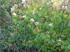 Bauhinia urbaniana