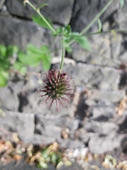 Magnoliopsida