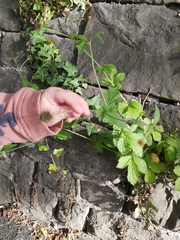 Magnoliopsida