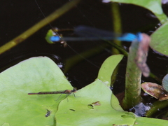 Austrocnemis maccullochi