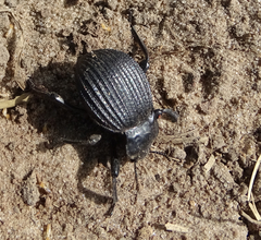 Gonopus