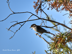 Curruca melanocephala