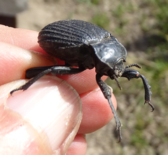 Gonopus