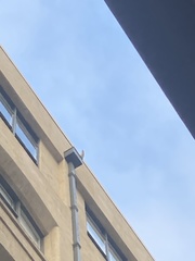 Cacatua galerita