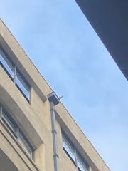 Cacatua galerita