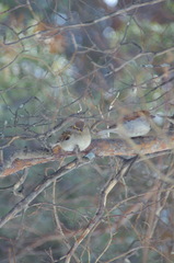 Passer domesticus