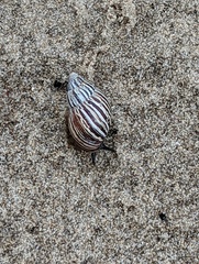 Bothriembryon kingii