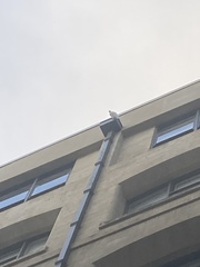 Cacatua galerita