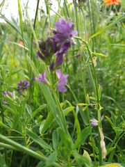 Medicago sativa