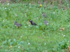 Spodiopsar cineraceus