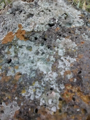 Fungi