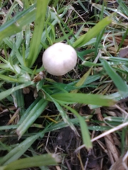 Fungi