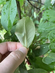 Elaeagnus